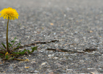 blomst ,anlegg ,veidekke ,kronblad ,asfalt.