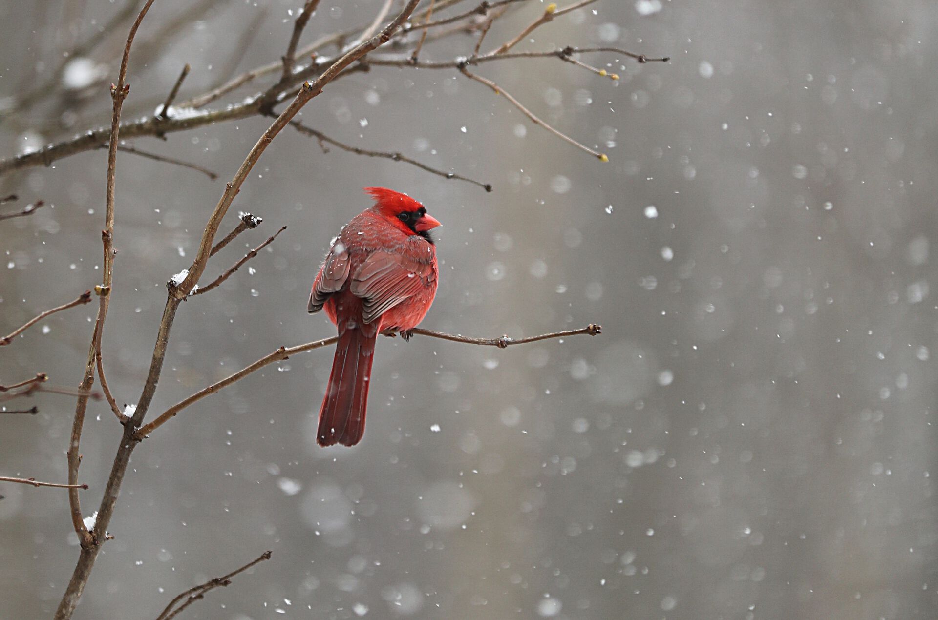 Image may contain: Bird, Twig, Beak, Snow, Cardinal.
