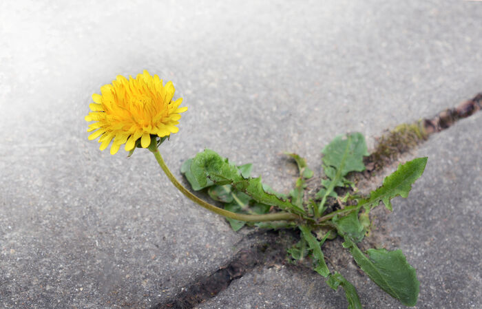 Blomst som vokser ut av asfalten. Illustrasjonsfoto.