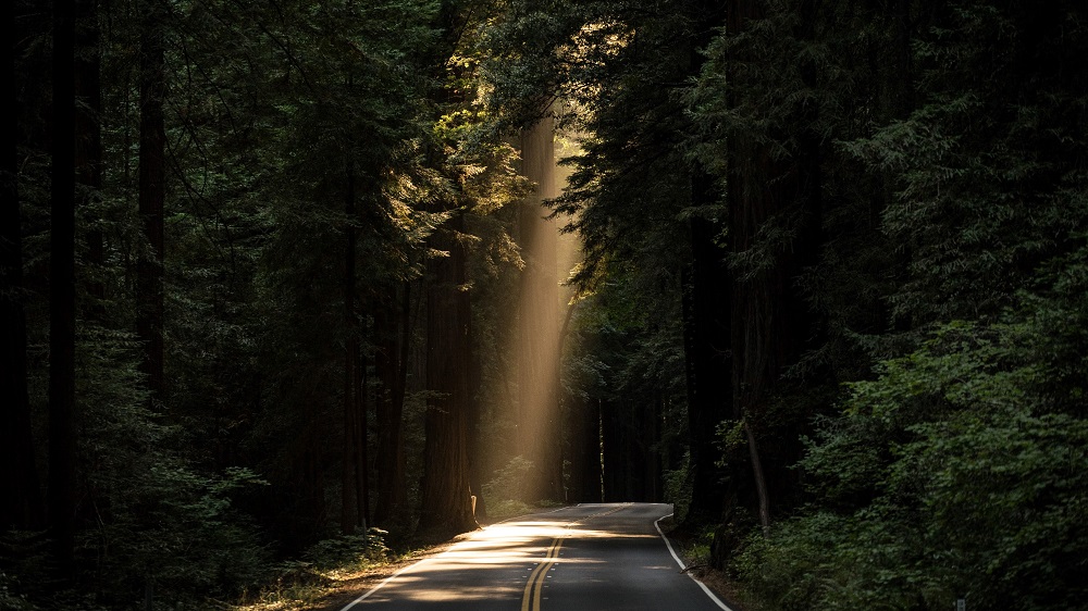 En vei som går gjennom en skog. En solstripe skinner gjennom trærne, på veien. Foto: